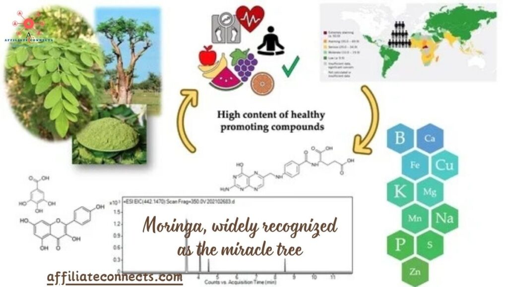 Moringa: Antioxidant-packed Health Plan